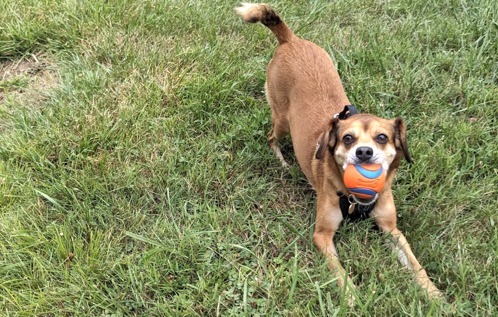 My dog mabel wants to play!