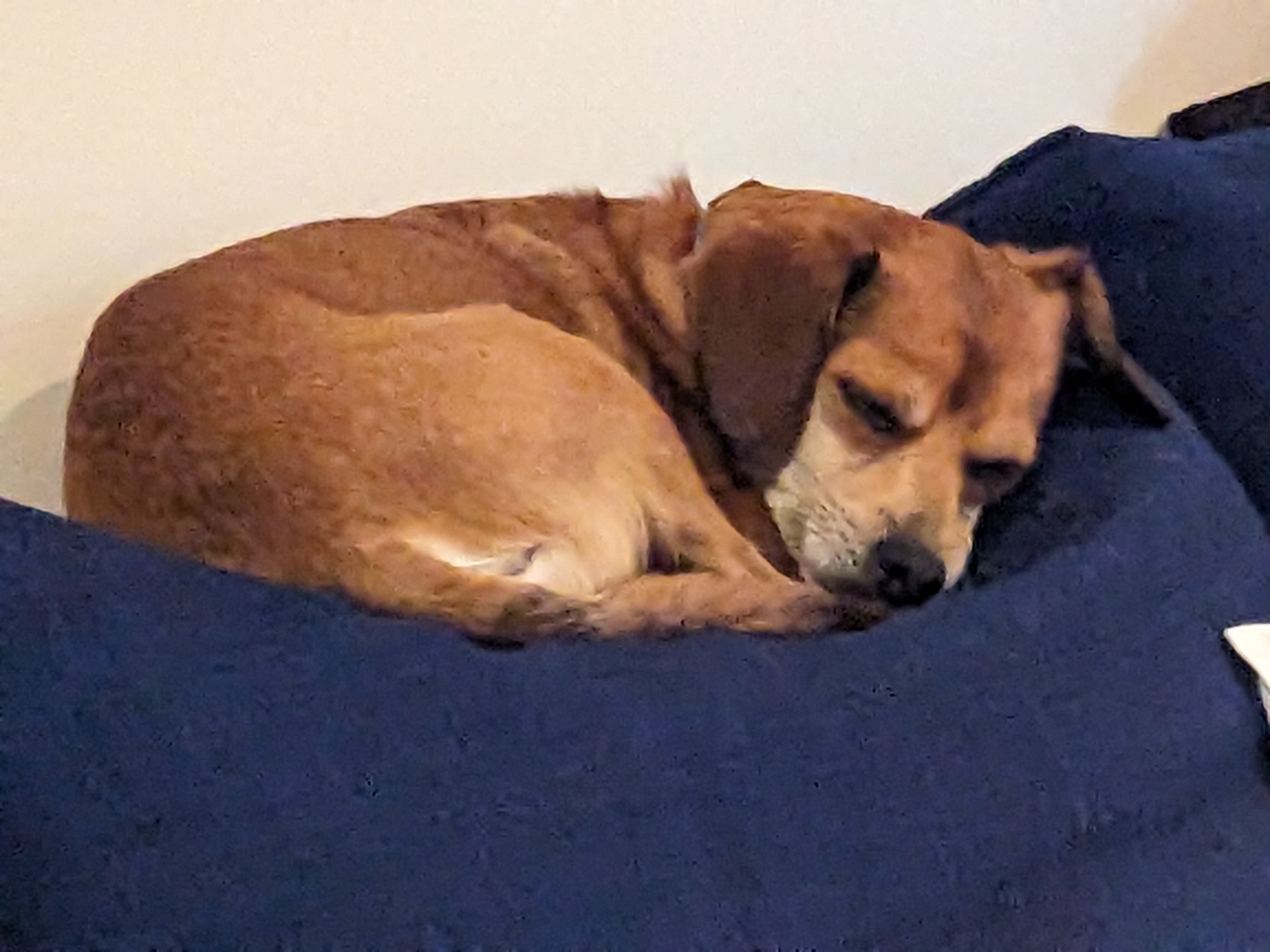 A cute dog passed out.